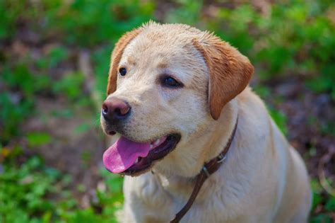  Professional Grooming: As we said earlier, Labrador Retrievers shed a lot, so an afternoon at the groomer will help keep your pooch looking clean and tidy
